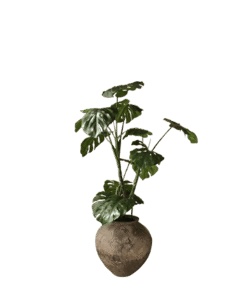 Botané Monstera Plante Grøn