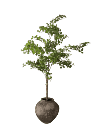 Botané Tropical Almond Træ Grøn