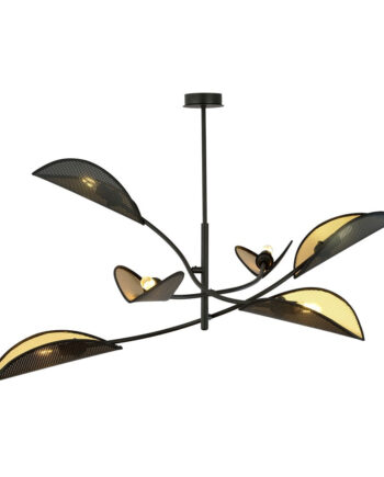 Lotus   Black Gold